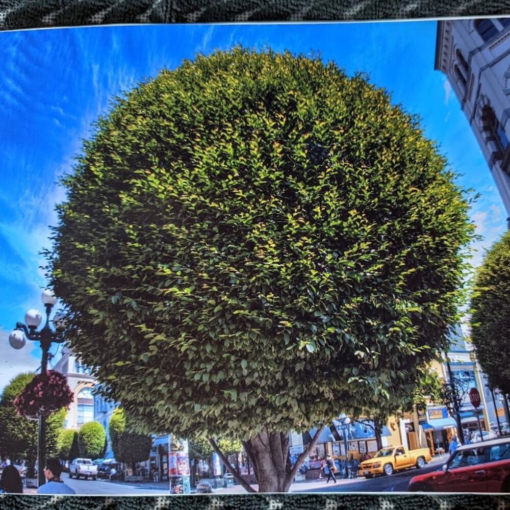 FURTHER REDUCED - Vintage Photograph-Hornbeam Tree, Government St, Victoria. BC